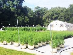 Kamino CBD - Propagation & Research