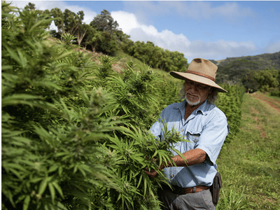 Kaua'i Hemp Company