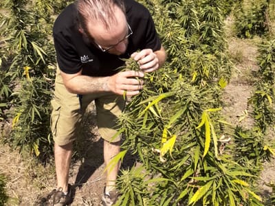 Kind Life Dispensary - "Best delta 8 THC Expert in Nebraska"