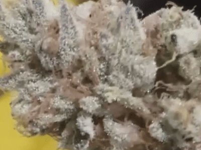 Kitsap Cannabis - Recreational Marijuana Port Orchard