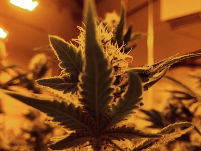 Lookout Tower - Cannabis Dispensary