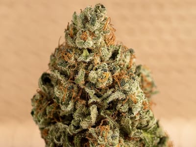 Lotus Gold Cannabis Co.