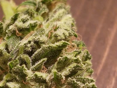 LoveGrown brand organic Maine hemp at The Cabin Apothecary