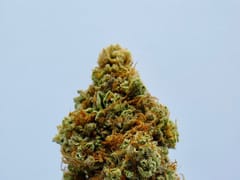 Magnolia Organics CBD