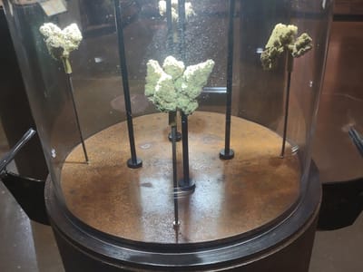 Manzanita Cannabis Dispensary