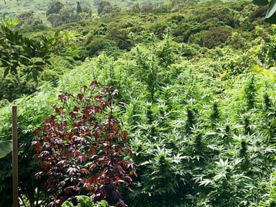 Maui CBD Collective @ 808 Wellness Center