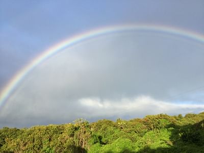 Maui CBD Collective @ 808 Wellness Center