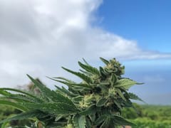 Maui CBD Collective @Goin Left Boutique