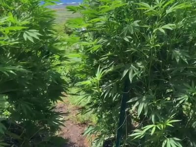 Maui CBD Collective @Goin Left Boutique