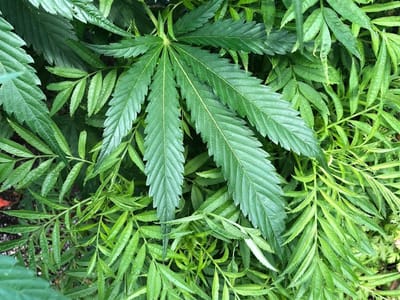 Maui CBD Collective @Goin Left Boutique