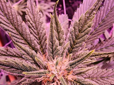 MedCan of Mississippi