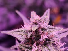 MedCan of Mississippi