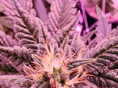 MedCan of Mississippi