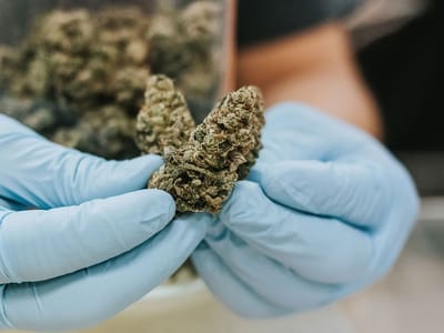 Meds Cafe | Recreational Marijuana