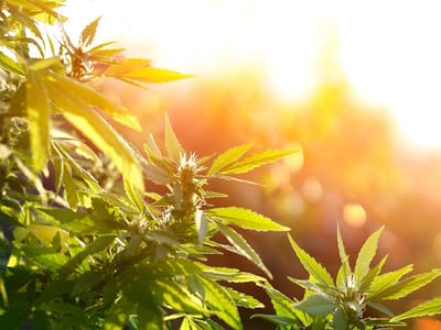 Mom N Pop CBD & Wellness Shop