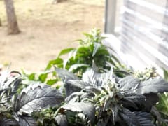 Mountain Daze Smoke Shop and Cannabis Dispensary