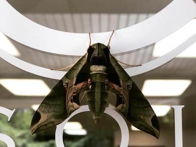 Nashville CBD & THC Solutions