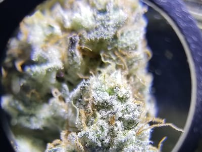 Native Brothers CBD & Dispensary LLC