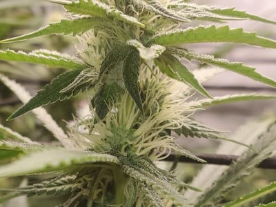 Native Nations Cannabis Dispensary