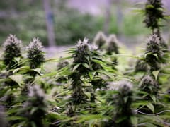 New Mexico Alternative Care