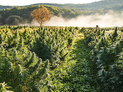 Northeast Hemp Commodities