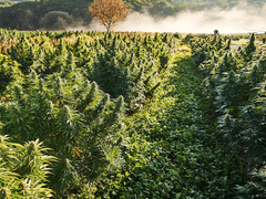 Northeast Hemp Commodities