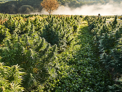 Northeast Hemp Commodities