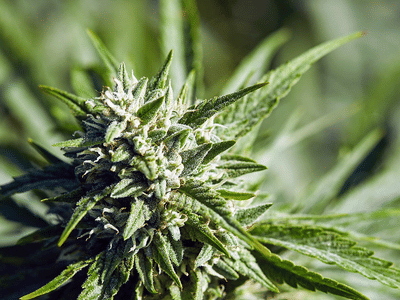 Northeast Hemp Commodities