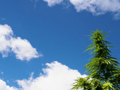 Northeast Hemp Commodities