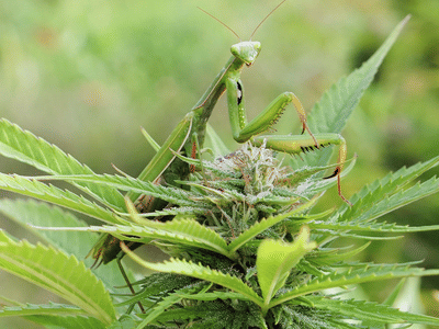 Northeast Hemp Commodities