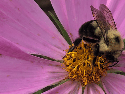 Northern Virginia Hemp and Agriculture
