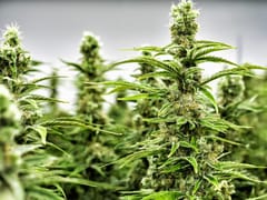 Nugz with Attitude Cannabis Dispensary