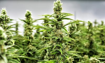 Nugz with Attitude Cannabis Dispensary