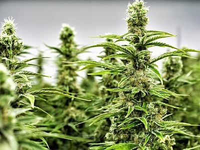 Nugz with Attitude Cannabis Dispensary