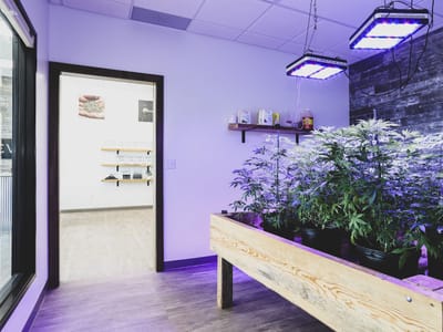 Nuleev | Delta 9 THC and CBD