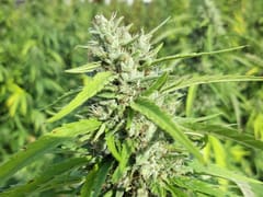 Orcas Island Hemp Farm and The Wizard’s CBG Workshop