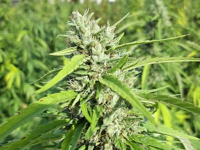 Orcas Island Hemp Farm and The Wizard’s CBG Workshop