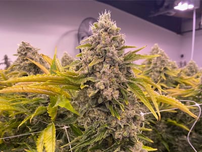 Pagosa Craft Dispensary