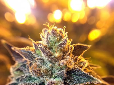 Pagosa Therapeutics Dispensary & Live Cannagrow