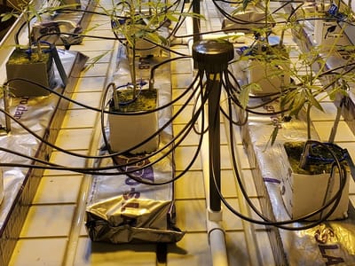 Pagosa Therapeutics Dispensary & Live Cannagrow