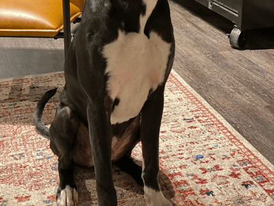 Palmetto Hemp Provisions