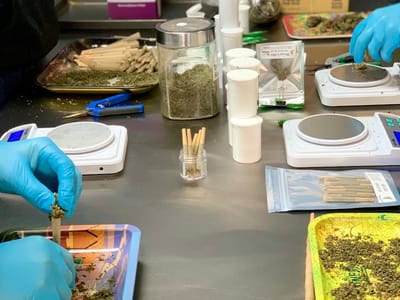 Paradise Hemp Company - CBD, Hemp, Cannabis Dispensary