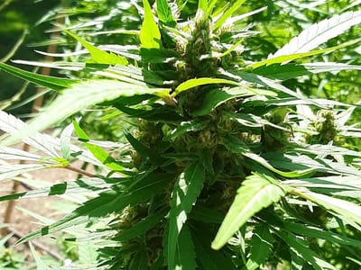 Peaceful Harvest Farms LLC