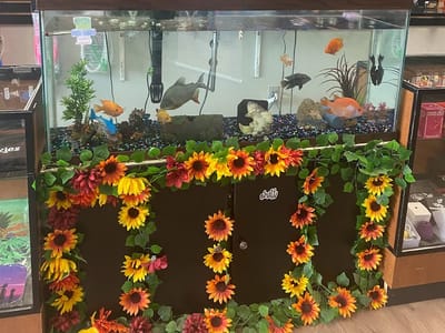 Peacefulminds CBD Smoke Shop