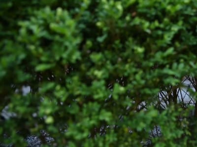 Platinum Natural CBD store