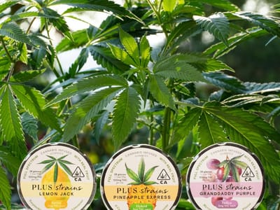 PLUS Products | Cannabis Infused Edibles