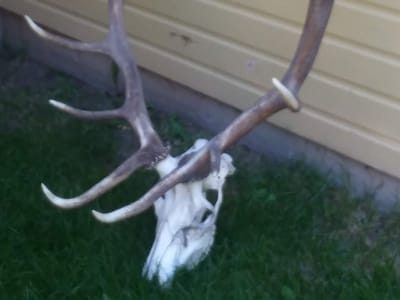 Poor Richards Tobacco