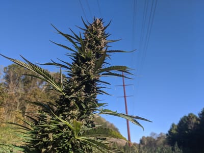 Powerline Hemp