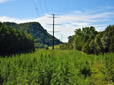 Powerline Hemp