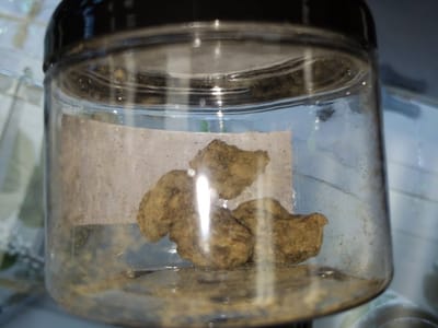 Purely CBD-Healthy Oils